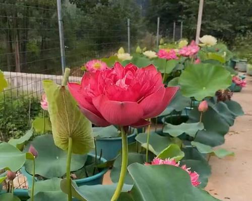 莲花根苗栽培的关键技术要点是什么？