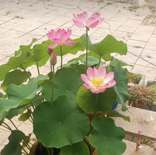 莲花根苗栽培的关键技术要点是什么？