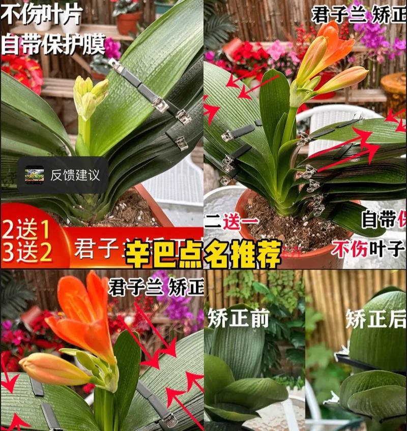 君子兰叶片夹伤后应如何处理？