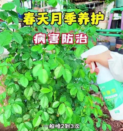 月季出现黑叶病的解决方法和预防措施是什么？
