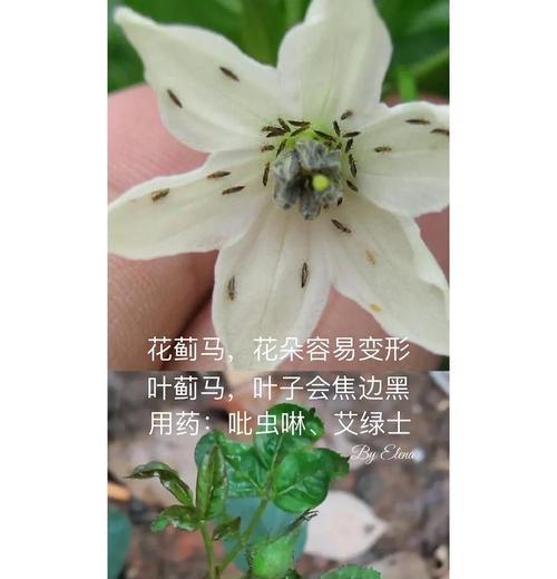 月季出现黑叶病的解决方法和预防措施是什么？