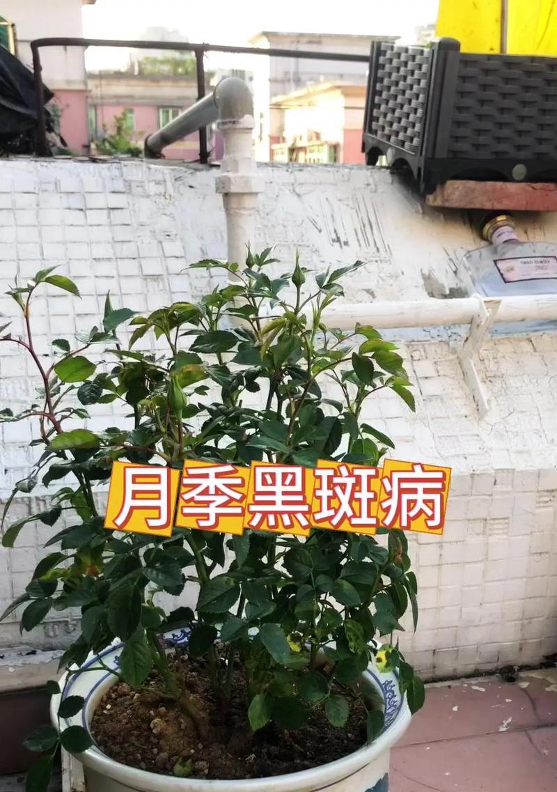 月季出现黑叶病的解决方法和预防措施是什么？