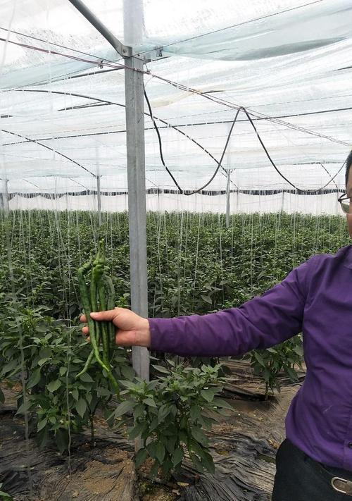 杭椒八号栽培技术要点有哪些？如何操作？