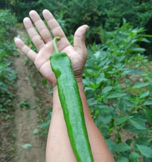 杭椒八号栽培技术要点有哪些？如何操作？