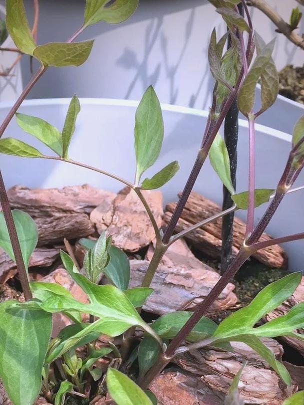 铁线莲移栽后如何管理？