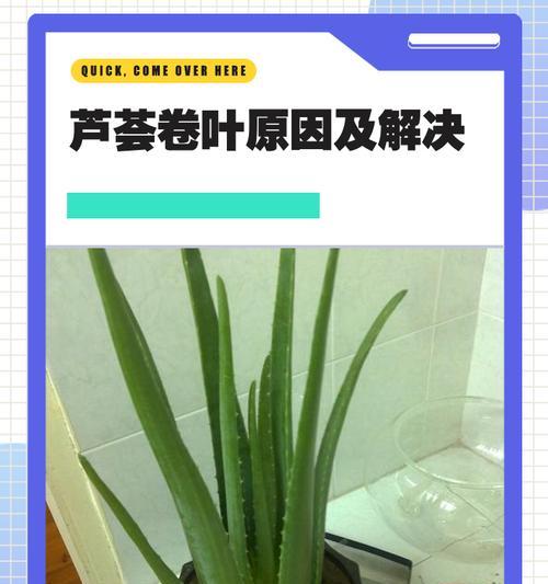 芦荟底部叶子黄瘪的原因是什么？