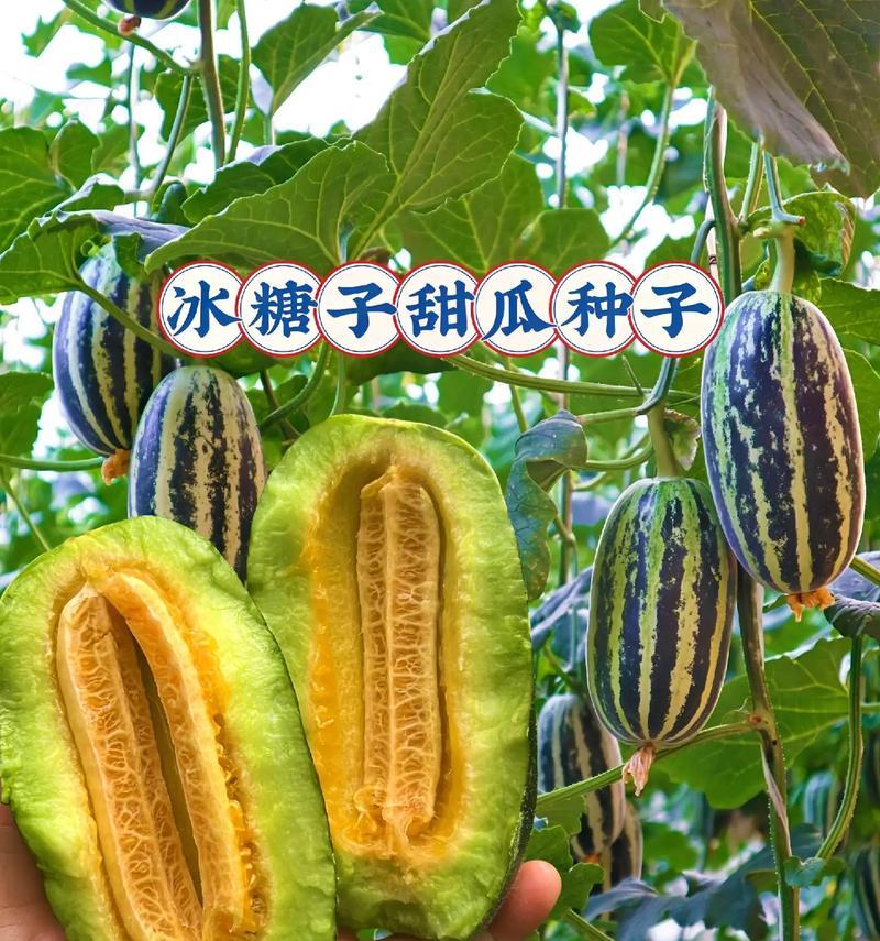 秋瓜和甜瓜的播种时间是什么时候？如何确定最佳播种期？