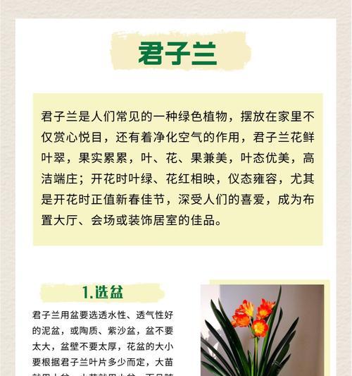君子兰加豆饼怎么养？有哪些注意事项？