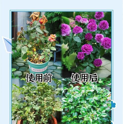 月季沾油后如何养护？正确的养花技巧是什么？