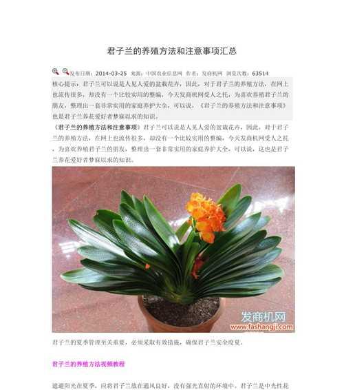 君子兰加豆饼怎么养？有哪些注意事项？
