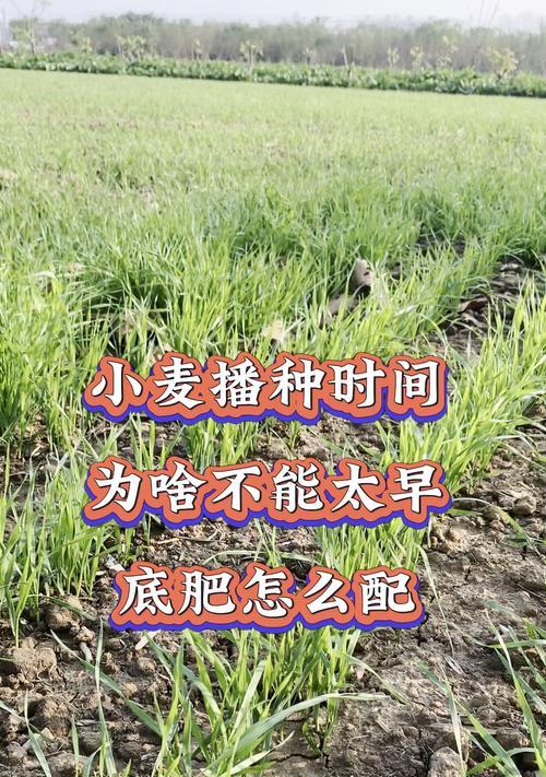 甜麦菜播种的最佳时机是什么时候？播种前需要准备什么？