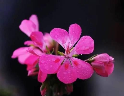 天竺葵户外淋雨后会有什么影响？