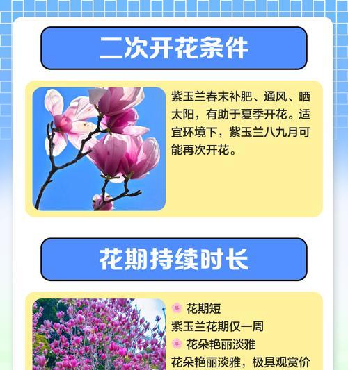 夏季紫玉兰叶子发黄的应对策略是什么？