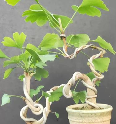 细枝银杏盆景养护方法有哪些？