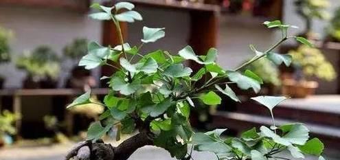细枝银杏盆景养护方法有哪些？