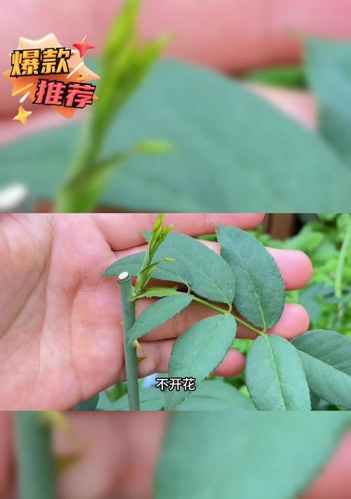 月季枯叶如何用镊子正确修剪？