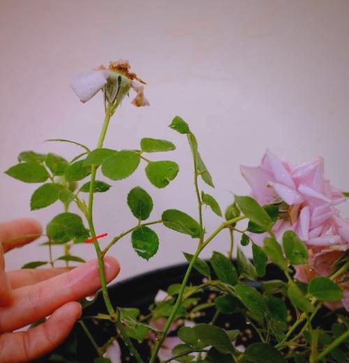 月季枯叶如何用镊子正确修剪？
