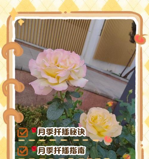 月季花小苗插枝繁殖技巧有哪些？