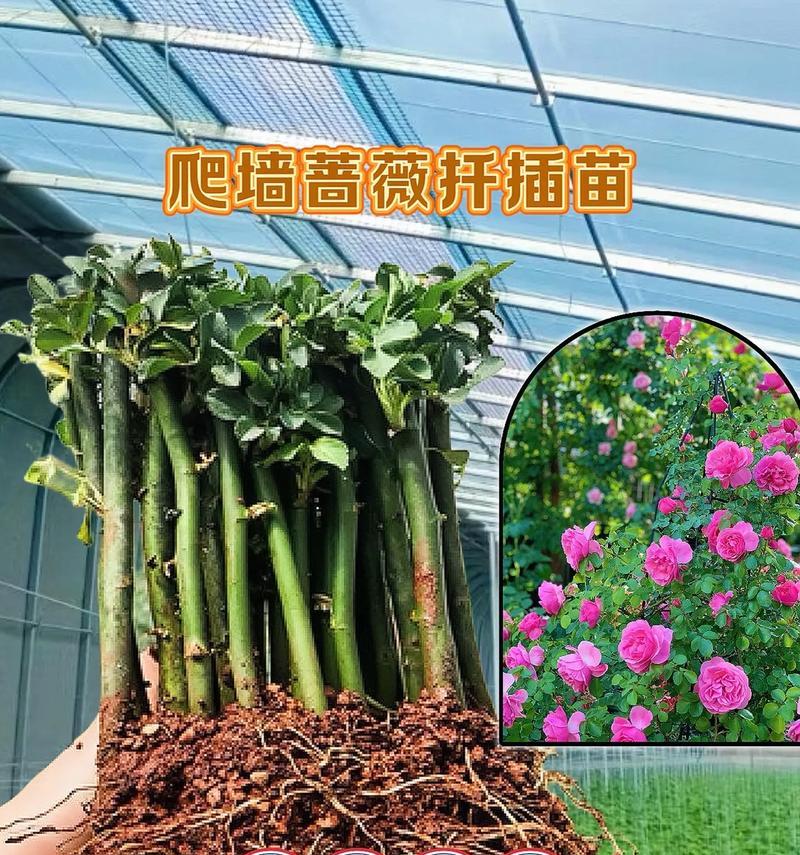 月季花小苗插枝繁殖技巧有哪些？