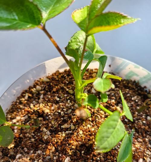 月季花小苗插枝繁殖技巧有哪些？