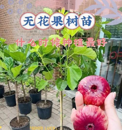 农时节令播种的最佳时间是什么时候？