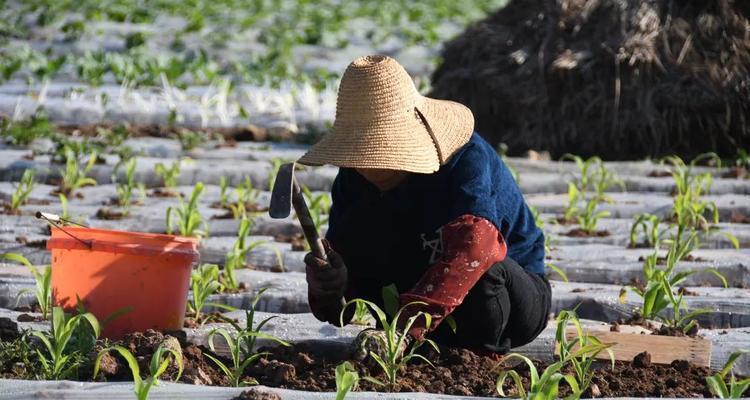 农时节令播种的最佳时间是什么时候？