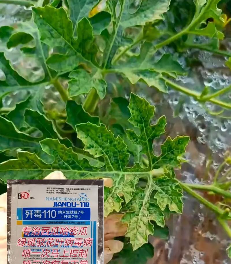 西瓜新叶发黄是什么原因？如何解决？