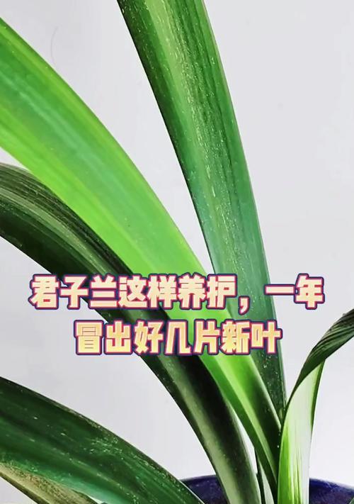 君子兰如何养护才能旺盛生长？有哪些技巧？