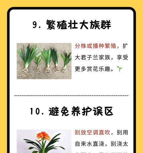 君子兰如何养护才能旺盛生长？有哪些技巧？