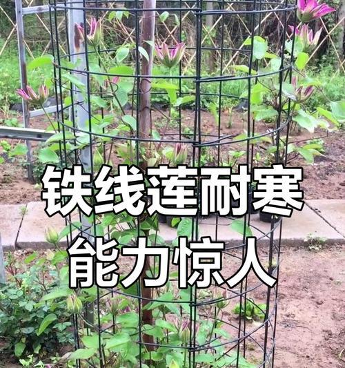 铁线莲在春天种植后如何安全过冬？