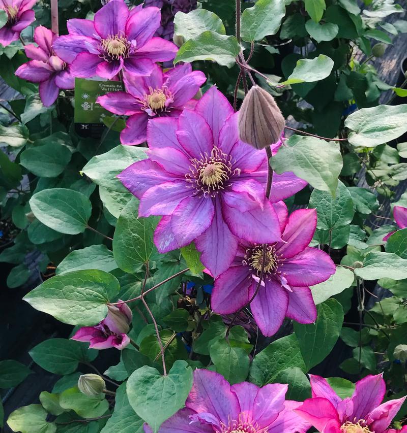 铁线莲爬藤能开花吗？怎么养才能让它顺利开花？