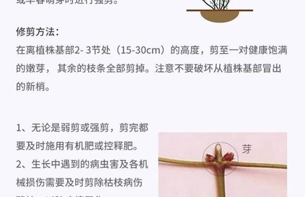 铁线莲爬藤能开花吗？怎么养才能让它顺利开花？