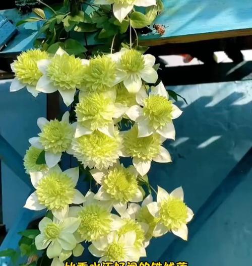 铁线莲爬藤能开花吗？怎么养才能让它顺利开花？