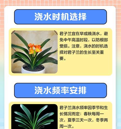 君子兰根半水培的正确养殖方法是什么？