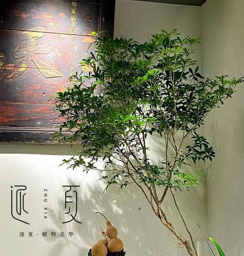马醉木叶子发黄的解决方法是什么？