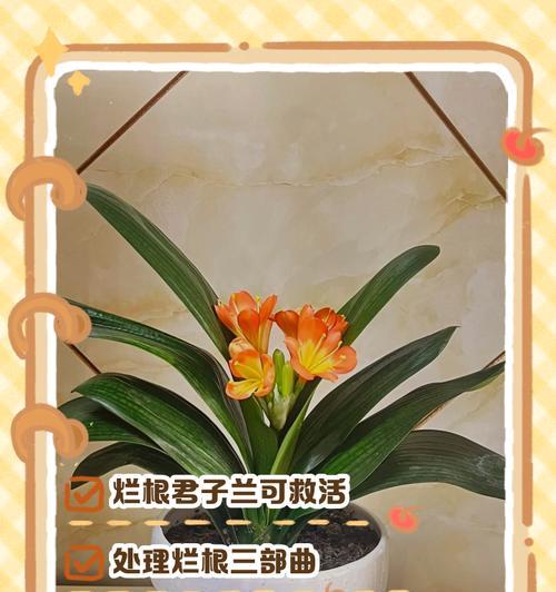 君子兰根半水培的正确养殖方法是什么？