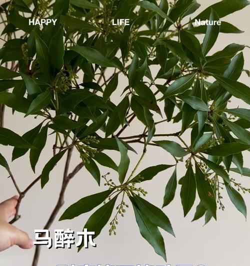 马醉木叶子发黄的解决方法是什么？
