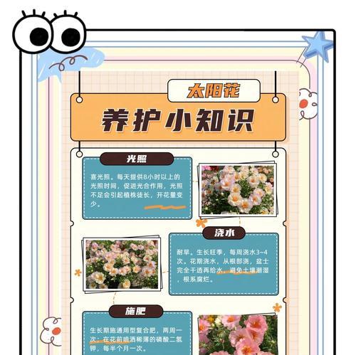 太阳花施肥的正确技巧是什么？