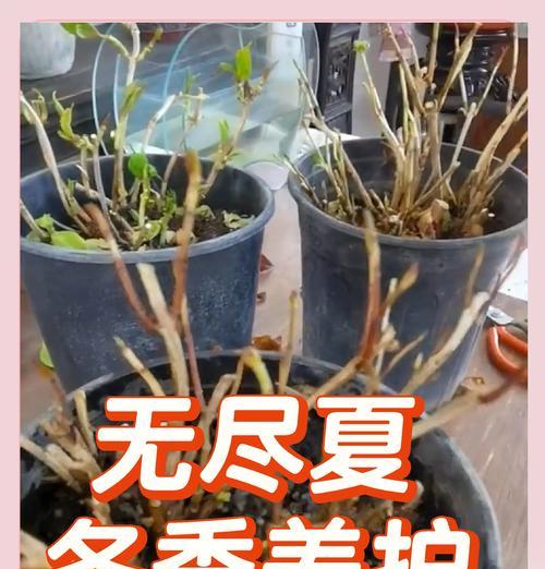 盆景夏季发货需要注意什么？如何保持新鲜？