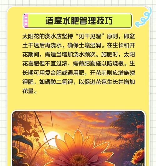 太阳花施肥的正确技巧是什么？