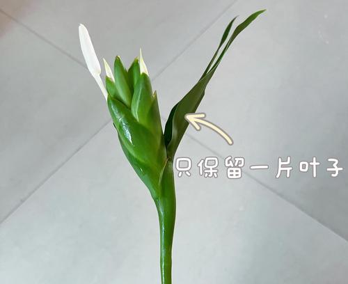 盆景夏季发货需要注意什么？如何保持新鲜？