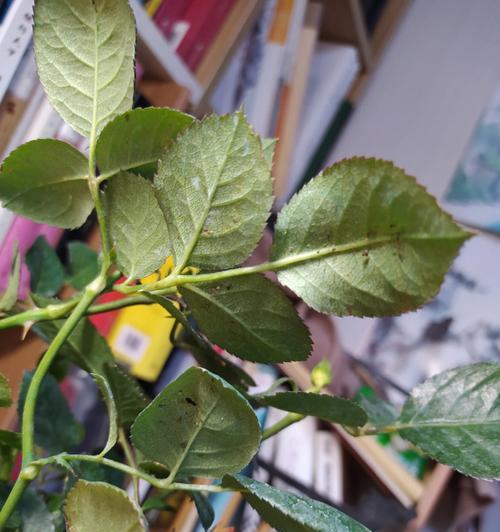 月季打蔫儿怎么办呢？月季恢复活力的急救措施是什么？