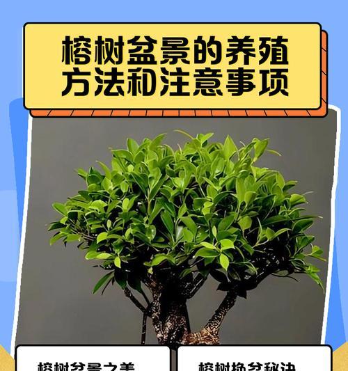 春天盆栽榕树叶子发黄掉落的处理方法是什么？
