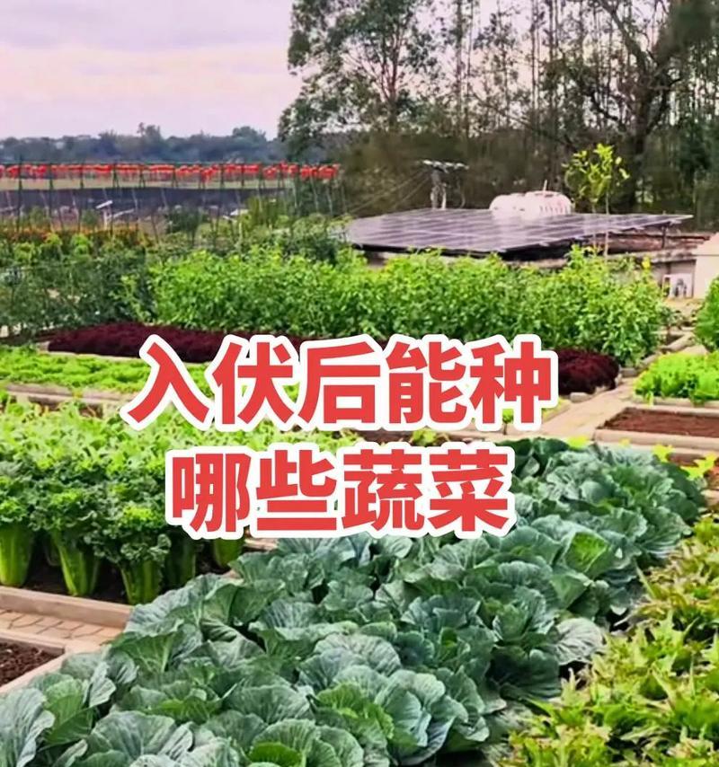 浙江三月份适合播种什么蔬菜？三月蔬菜播种的注意事项是什么？