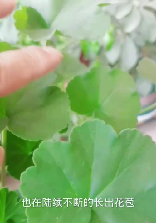 天竺葵养活的简单方法是什么？