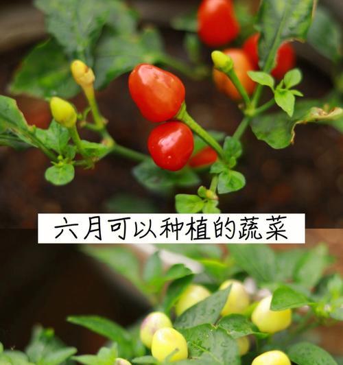 浙江三月份适合播种什么蔬菜？三月蔬菜播种的注意事项是什么？