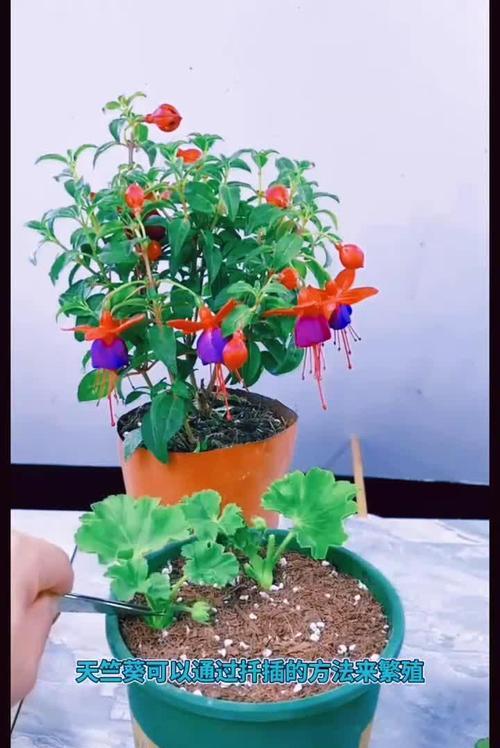 天竺葵养活的简单方法是什么？