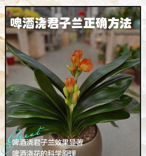 君子兰向上生长的正确方法？