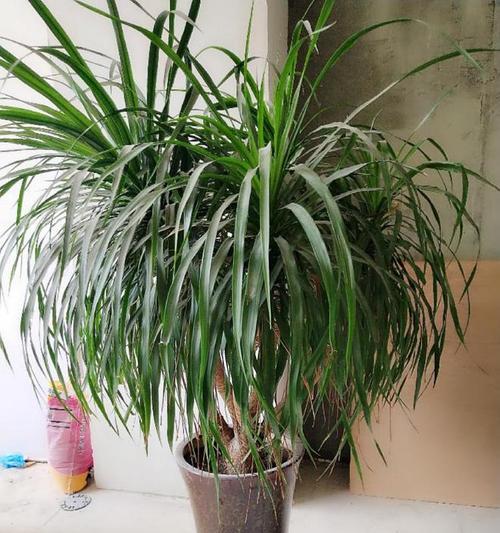 左权县有哪些主要观赏植物？