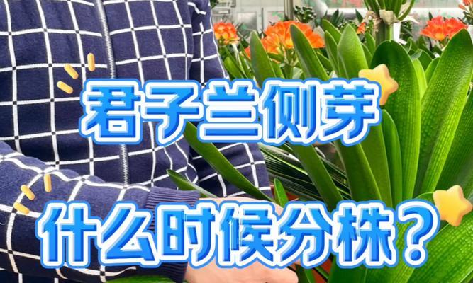 君子兰向上生长的正确方法？